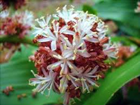 KTC - Karma Theksum Chokhorling